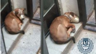 Rescatan a cuatro gatos y dos perros que sufrían maltrato