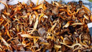 Setas, cafés y hayedos para disfrutar del 'finde' otoñal