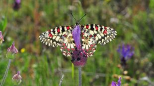 Hayedo de Montejo: un paseo en otoño y un santuario de las mariposas en primavera