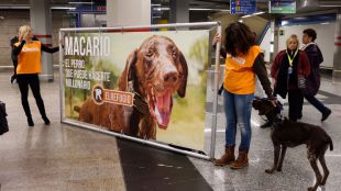 Macario, un perro abandonado, pone cara a la lotería solidaria de El Refugio