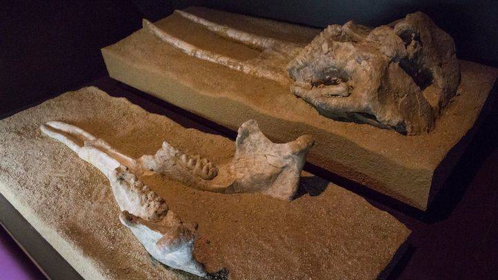 Mastodonte hallado en el yacimiento del Cerro Batallones, en Torrejón de Velasco.