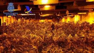 Intervenidas 17.000 plantas de marihuana cultivadas en naves industriales de Alcalá