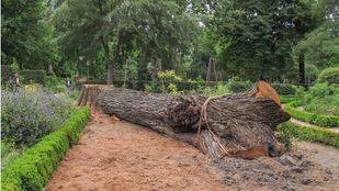 Madrid comienza a repoblar la Casa de Campo con olmos resistentes a la grafiosis