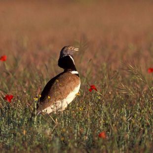 El sisón común, ave del año 2017