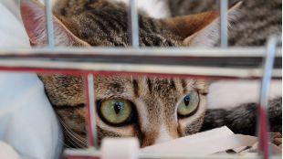 Ley de 'sacrificio cero': una victoria agridulce de los derechos de los animales