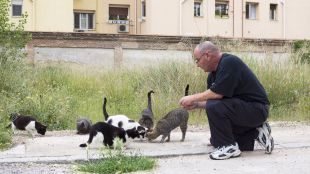 Madrid comienza a expedir carnés de cuidadores de colonias felinas