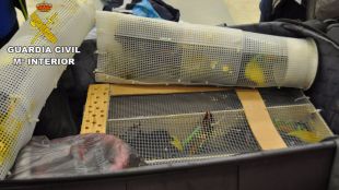 Dos detenidos en Barajas por intentar traficar con 120 animales exóticos