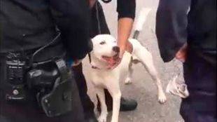 Rescatados dos pitbull en estado de desnutrición de un piso en Fuenlabrada