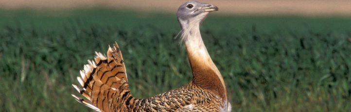 La avutarda es una de las aves voladoras más pesadas que se conocen