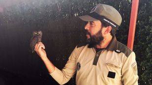 Rescatan a un autillo atrapado en la chimenea de un chalé de Robledo de Chavela