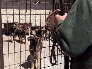 Rescatados 60 perros de una nave ilegal de San Sebastián de los Reyes