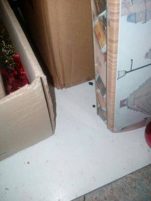 Heces de roedores en un armario del colegio detectadas antes del inicio de las clases