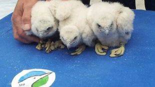 La familia crece en el 'cibernido' de halcones peregrinos de Alcalá
