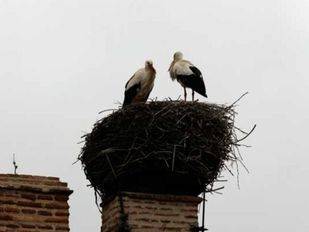 Soto del Real recurrirá a nidos artificiales para controlar la población de cigüeña blanca