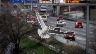 El Área de Medio Ambiente del Ayuntamiento de Madrid cuenta con una larga trayectoria a favor de una ciudad más limpia y ecológica