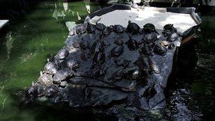 Recogen firmas para salvar a las tortugas abandonadas de la estación de Atocha
