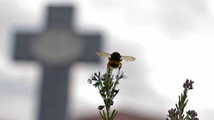 Aforo completo en el cementerio de Ciempozuelos