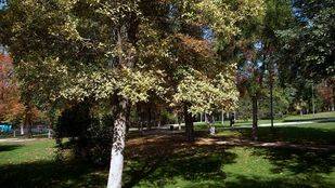 Getafe destinará 350.000 euros a la poda de árboles, desbroce, y control de enfermedades y plagas
