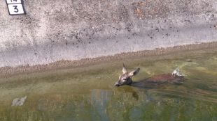 Liberada una corza que se había quedado atrapada en un canal