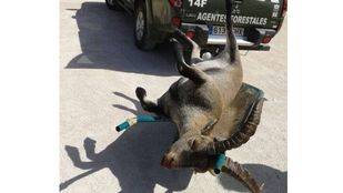 Agentes forestales recogen a una cabra montés muerta que se había colado en un chalé de Manzanares