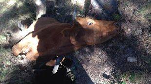 Agentes forestales liberan a una vaca atrapada en una cárcava en la sierra de La Morcuera