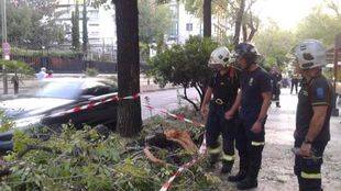 Tres heridos tras caer una rama de un árbol en Madrid