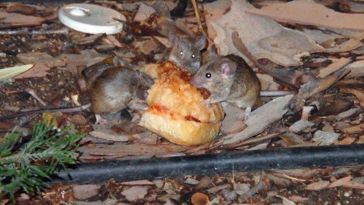 Plaga de ratones en Tirso de Molina