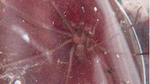 Hallada una peligrosa araña violinista en Vallecas