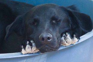 ¿Cómo deben ir las mascotas en los coches?