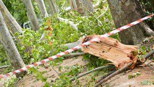 244 árboles fueron dañados por la tormenta de Aranjuez, según Patrimonio Nacional