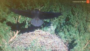 El buitre negro más popular de la Sierra de Guadarrama, Brisa, levanta el vuelo