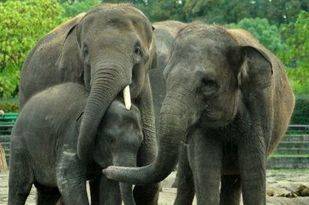 Una familia de cuatro elefantes asiáticos de Sumatra llega al Zoo