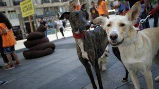 Madrid culmina un proyecto Ley que contempla el "sacrificio 0" de mascotas