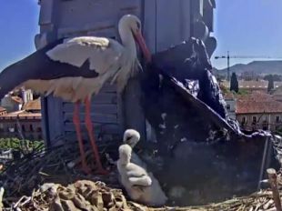 Bolsas, fregonas y cibernidos