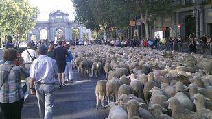 Cortes de tráfico en Centro, Retiro, Salamanca y Arganzuela por la Fiesta de la Trashumancia, una carrera y una marcha
