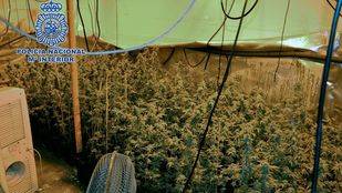 Desmantelada una plantación de marihuana en un piso okupado de Fuenlabrada