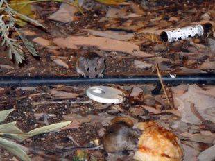 Jueces y trabajadores denuncian un nuevo caso de ratones en una sede judicial