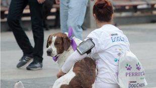Los ayuntamientos decidirán si los vecinos pueden tener más de cinco gatos o perros en casa