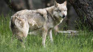 La Comunidad construirá refugios en en el parque de Guadarrama para evitar los daños por ataques de lobos