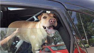 Denunciado un hombre que dejó a sus dos perros en el coche mientras estaba en la piscina