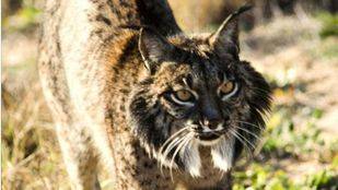 La Comunidad no tiene constancia oficial de la presencia del lince en Madrid