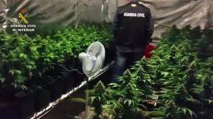 Detenido un hombre en Humanes por cultivar 301 plantas de marihuana