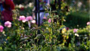 La Rosaleda y el Parterre del Retiro cerrados por obras hasta marzo y mayo