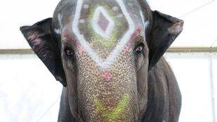 El Ayuntamiento de Madrid estudia prohibir los circos con animales