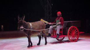 Dos circos se manifiestan ante el Pleno de Arganzuela para que no se prohíban los espectáculos con animales