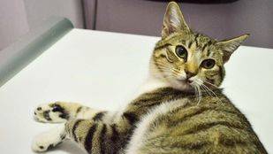 Madrid Salud quiere establecer colonias urbanas de gatos callejeros