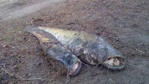 Alertan de vertidos y peces muertos en una laguna de Velilla, en pleno Parque del Sureste