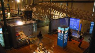 Noches de cine en el Museo Nacional de Ciencias Naturales