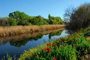 La mosca negra acecha a los municipios del sureste