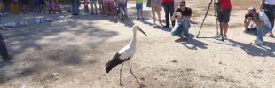 El cigoñino 'youtuber', liberado en Alcalá